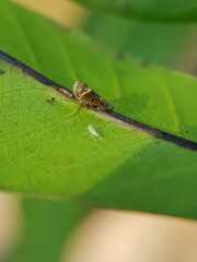 Mango leaf hopper injure ommango flower  and their fungi enemy in Viet Nam.