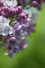 close up of fragrant double lilac blossoms in summer, with a creamy medium green background