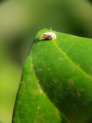 Mango leaf hopper injure ommango flower  and their fungi enemy in Viet Nam.