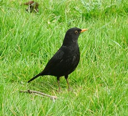 blackbird on the grass