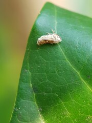 Mango leaf hopper injure ommango flower  and their fungi enemy in Viet Nam.