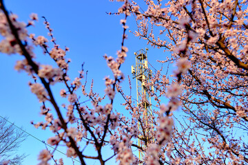 Telecommunication tower of a mobile operator against the blue sky through the flowers of apricot...