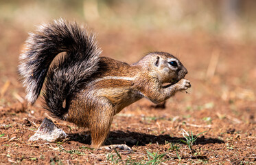 Ground squirrel foraging on the ground.  Photographed in South Africa.