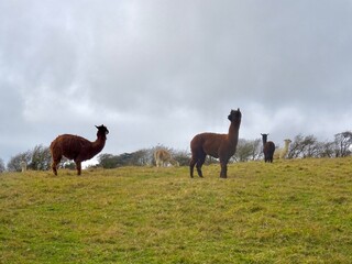 llamas in a field 