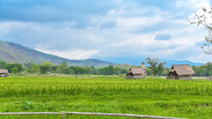 Fototapeta na wymiar Small hut in rice farm,Thailand country rice farm