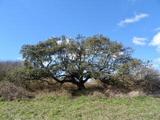 tree in a field