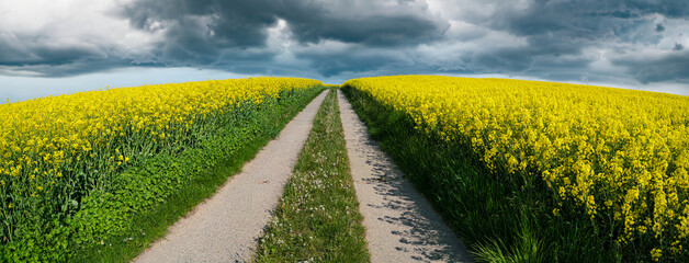 Panorama of rapeseed field with road