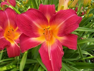 flower petals in full bloom