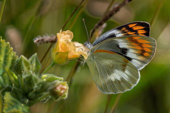 Side view of a Smoky Orange Tip butterfly feeding on a yellow wild flower