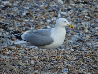 Fototapeta premium seagull on the beach