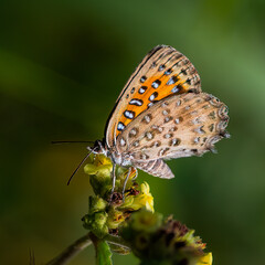 Side view of a Dusky Acraea butterfly feeding on a wild flower. 