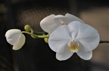 Fototapeta na wymiar white orchid flower and buds