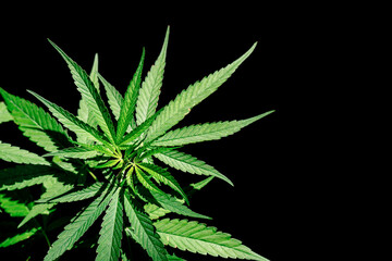Fototapeta na wymiar Marijuana or cannabis leaves isolated on black background