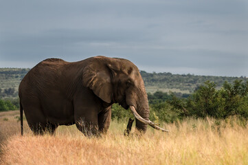Naklejka na ściany i meble African elephant bull standing in the open feeding and enjoying the warming rays of the sunrise
