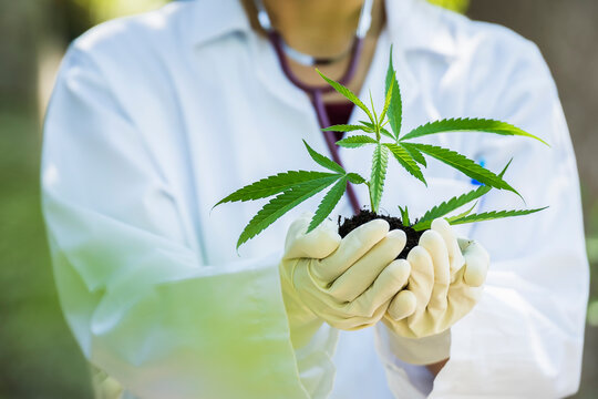 Marijuana Plant in doctors or pharmacists hands wearing rubber gloves and lab coat. Hands keeping a sprout of hemp plants used for Sativa Cannabis oil extract essential ,CBD oil
