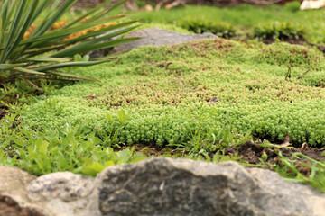 Young shoots of white stonecrop and 
 palm yucca, growing in flower bed. Sedum album. Ground cover plants. Selective focus.
