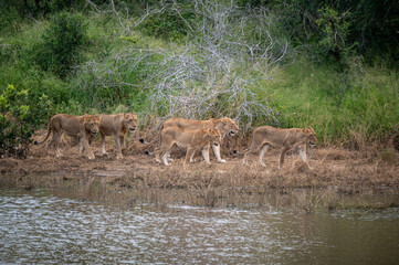 Pride of African lion walking along the water’s edge of dam