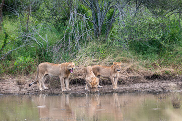 Three African lions drinking and growling at possible threats in the water