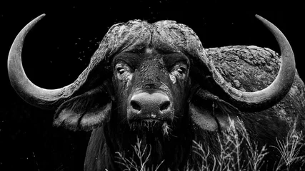 Fototapete Büffel Monochromes Porträt eines großen afrikanischen Büffelbullen mit beeindruckenden Hörnern