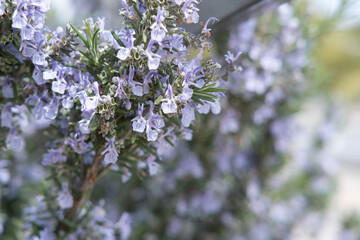 Small blue violet flowers Lobelia, floral background
