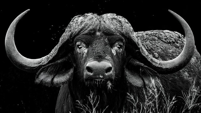 Monochrome portrait of a large African buffalo bull with impressive horns
