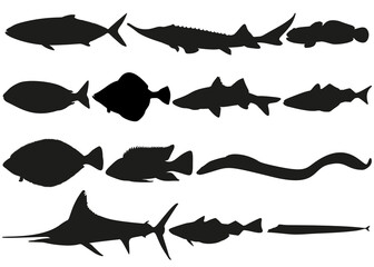 The set contains sea fish. Vector image.