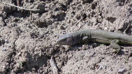 lizard on the ground