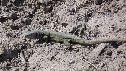lizard on the ground
