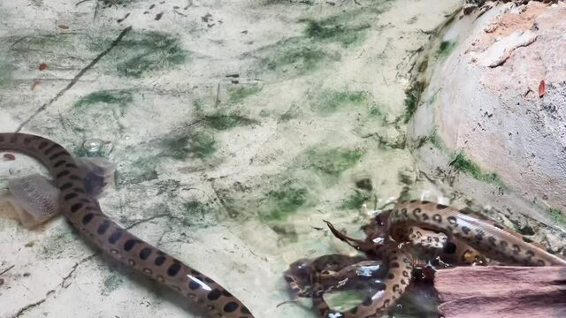Green anaconda fighting in pond.
