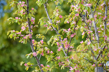 Pink flower of chinese quince