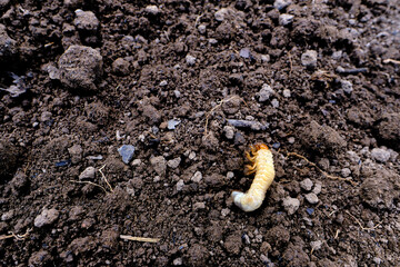 May beetle larva on the ground, a problem for the garden.