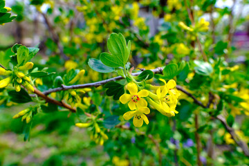 Blooming gooseberry bush in the garden.