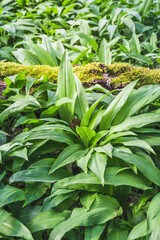 Obraz premium Ripe wild garlic plants in the forest, vertical