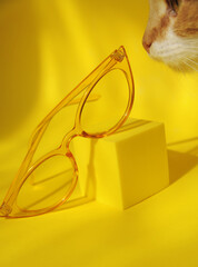 Cat nose, sunglasses on square podium in trendy yellow color background.