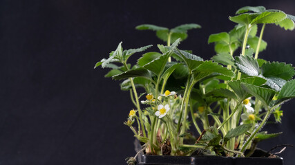 Strawberry in bloom, on black background, close-up