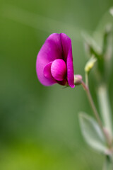 The Flora of Gran Canaria. 