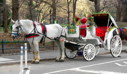 Horse-Drawn Carriage with white horse in Central Park in spring sunny day. New York City