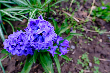 Beautiful blue hyacinth growing in the garden.