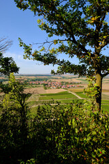 Weinberge bei Bullenheim, Markt Ippesheim, Landkreis Neustadt a.d. Aisch-Bad Windsheim, Mittelfranken, Franken, Bayern, Deutschland