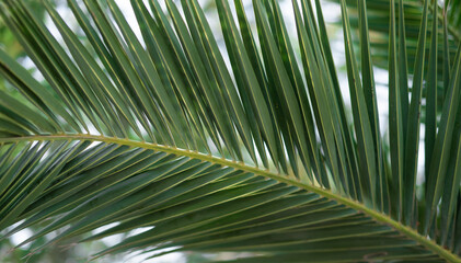 Naklejka na ściany i meble Fresh green palm tree foliage, tropical nature