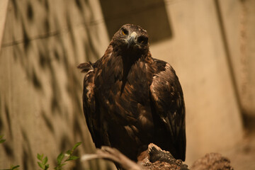 Golden eagle looking at its next meal