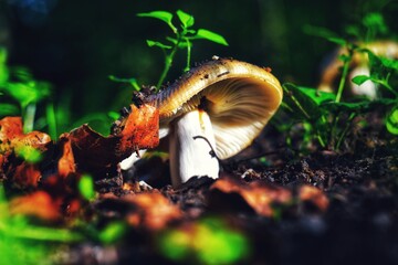mushroom in the forest © Micha