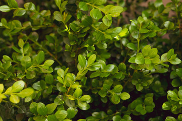 Fototapeta na wymiar A close-up of a thriving buxus rotundifolia plant