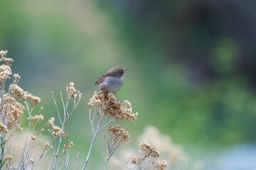 sparrow on a branch