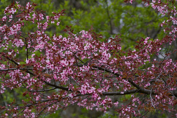 Frühling