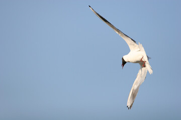 tern flying