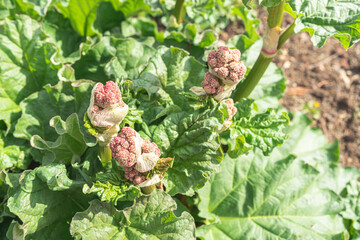 Rabarbara plant with blossoms in springtime (Rheum officinale).