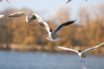 seagull in flight from front
