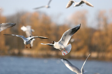 seagulls in flight