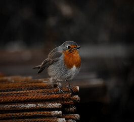 Mr Robin